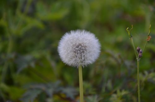 dandelion seeds nature