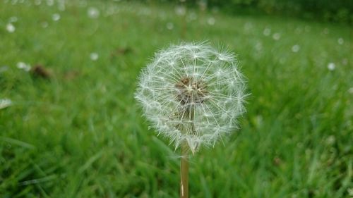 dandelion wild flower landscape