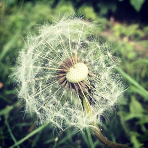 dandelion clock flower