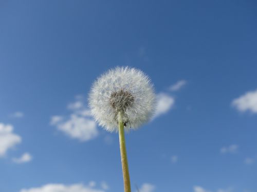 dandelion sky