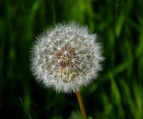 dandelion nature seeds