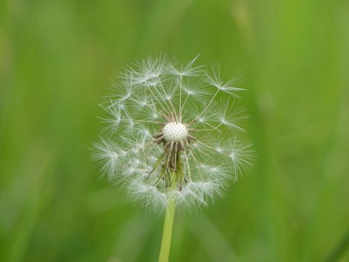 dandelion seeds meadow