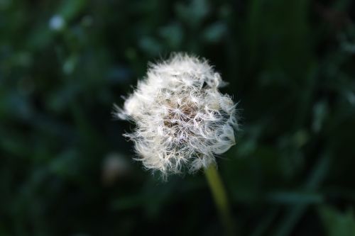 dandelion nature flower