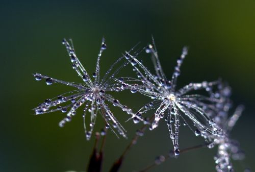 dandelion drops macro