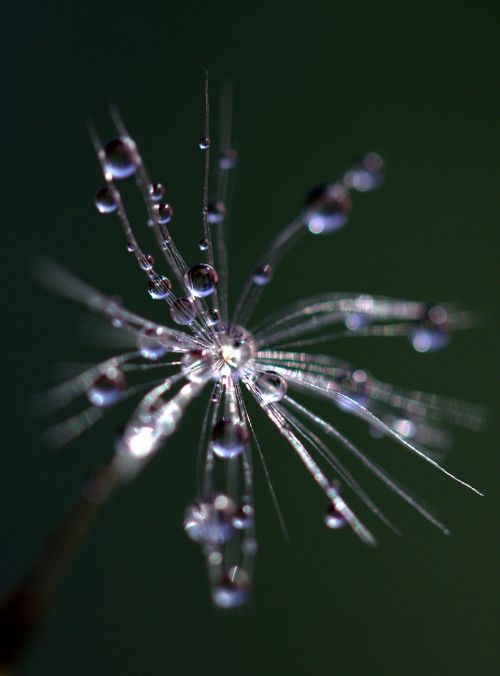 dandelion drops macro