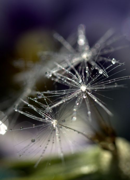 dandelion drops macro