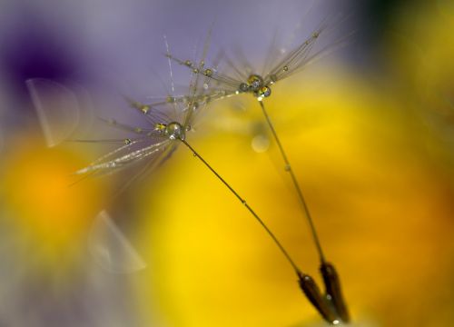 dandelion drops wet