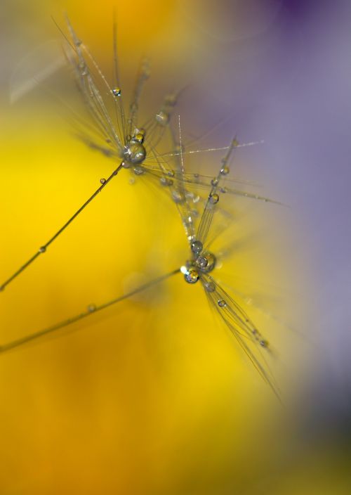 dandelion drops wet