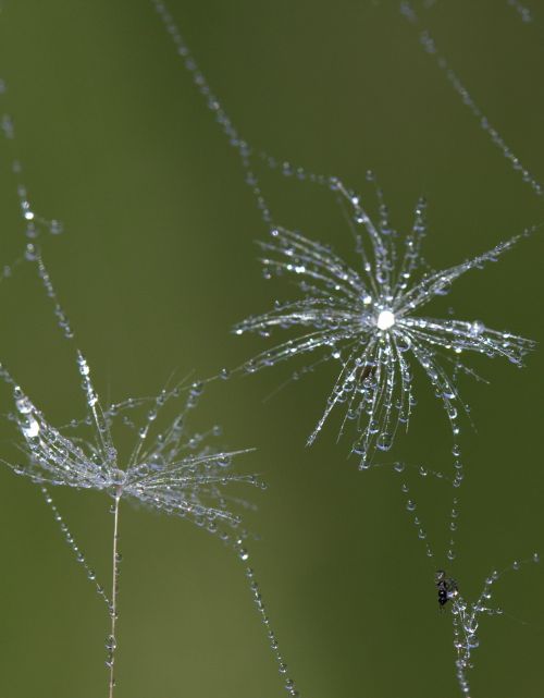 dandelion spider web drops