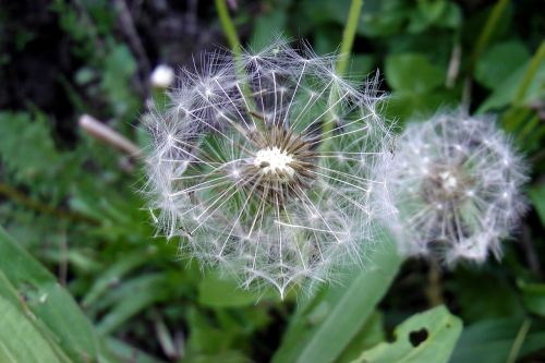 dandelion close seeds