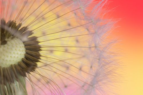 dandelion macro seed