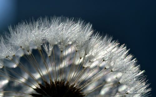 dandelion close common dandelion