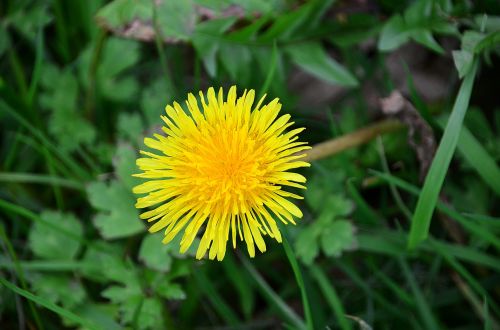 dandelion spring plants