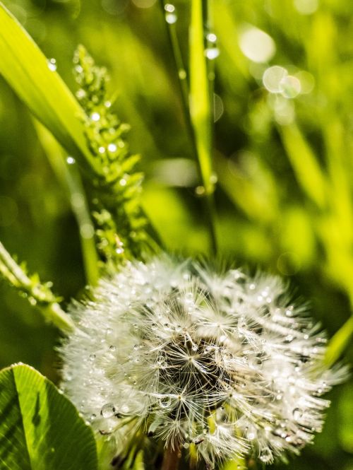 dandelion macro close