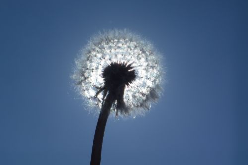 dandelion sky nature