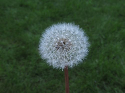 dandelion nature pointed flower