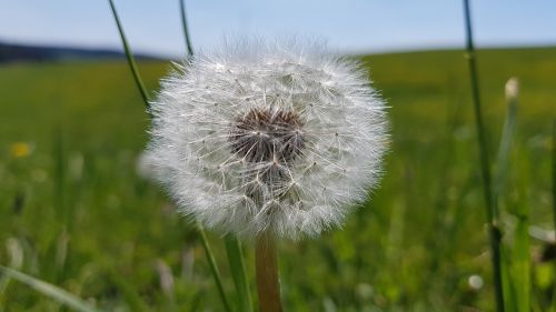 dandelion meadow