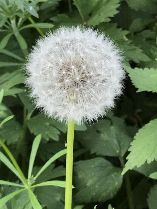 dandelion wishes spring