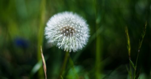 dandelion macro plant