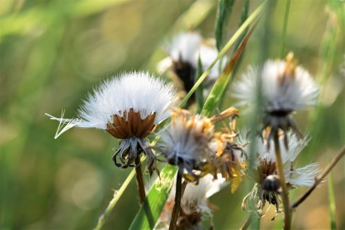 dandelion bloom blossom