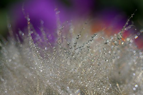 dandelion macro drops