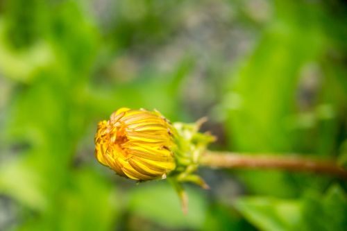 dandelion blossom bloom