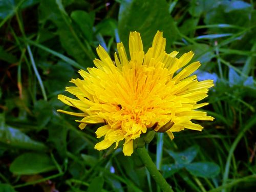 dandelion blossom bloom