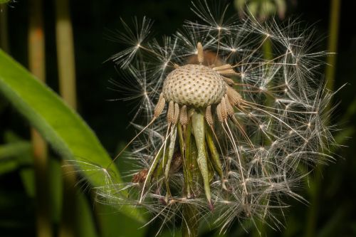 dandelion seeds flowers
