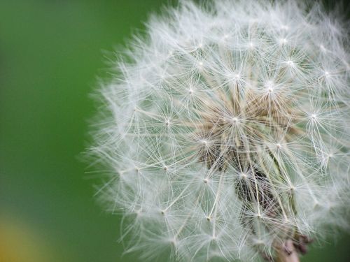 dandelion wild flower