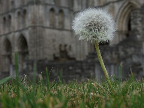 dandelion flower weed