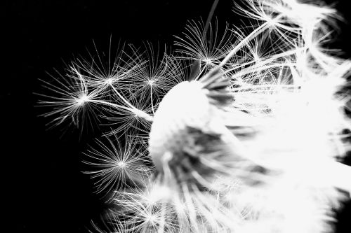dandelion dandelion flower umbrella