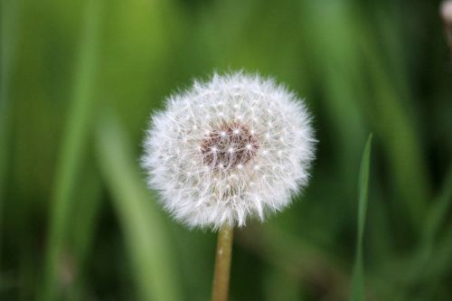 dandelion nature flower