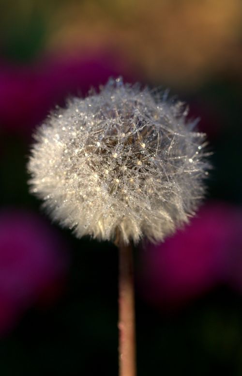 dandelion drops plant