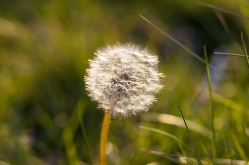 dandelion flower weed