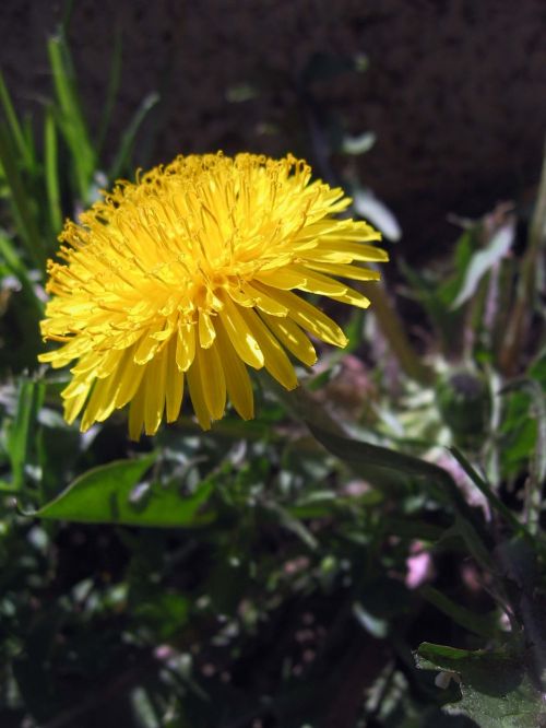 dandelion flower plant