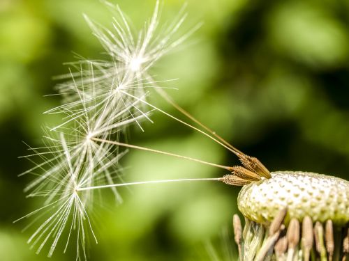 dandelion flower plant