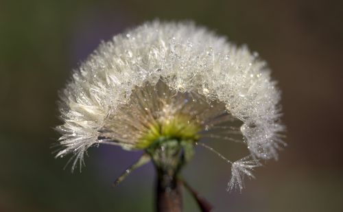 dandelion drops dew