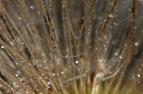 dandelion drops dew