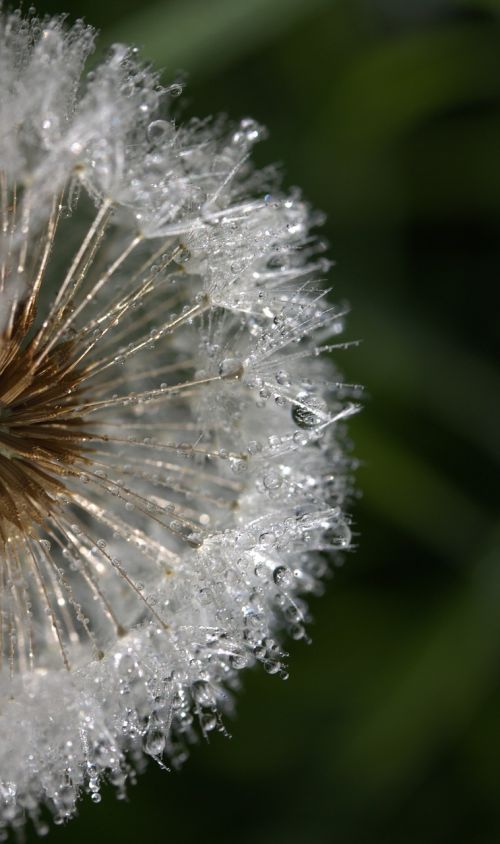 dandelion drops dew