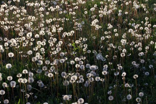 dandelion camp many