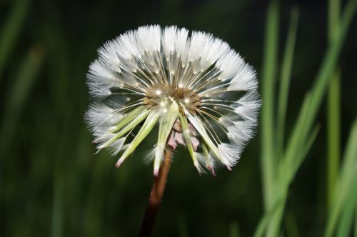 dandelion natural flowers