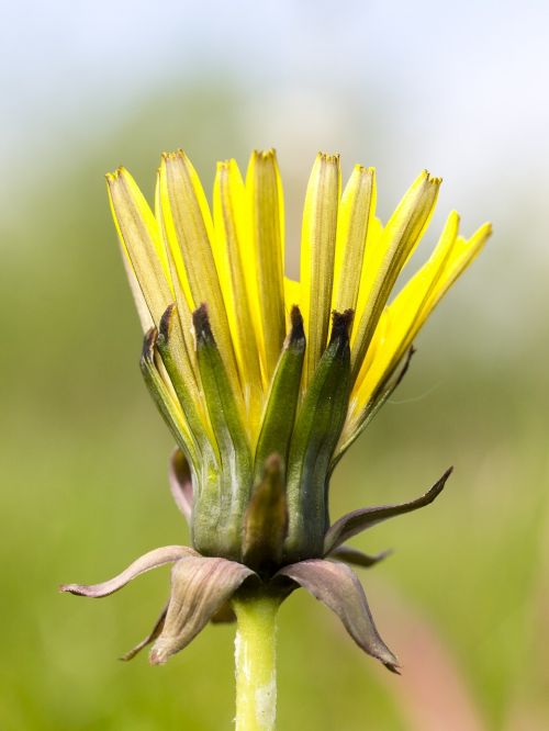 dandelion flower blossom