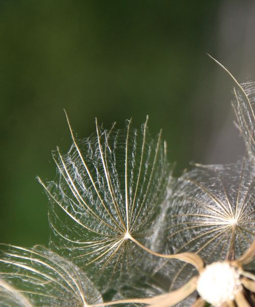 dandelion screen