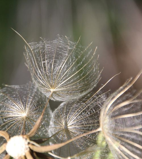 dandelion screen