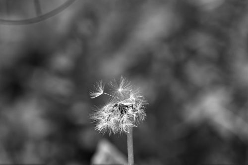 dandelion faded spring flower