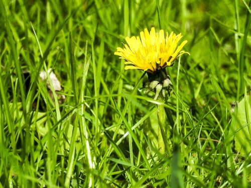 dandelion flower blossom