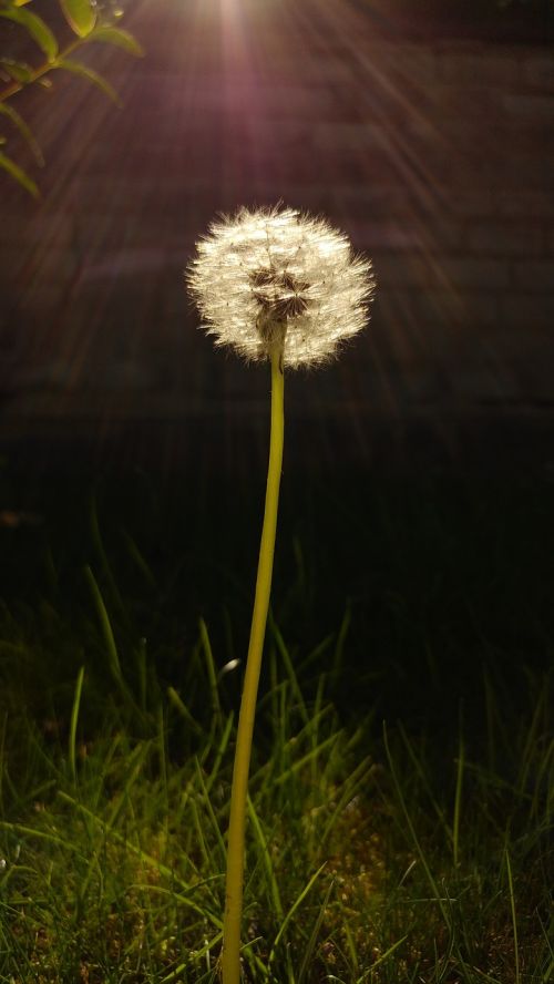 dandelion flower summer