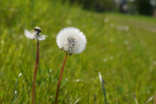 dandelion flower nature