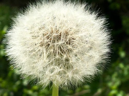 dandelion seeds wind