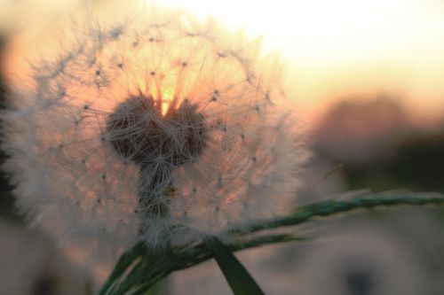 dandelion sunset summer